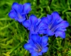 Gentiana Faszination